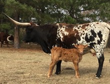  Fiona's Calf