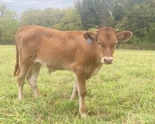 Cut n Theme x Bolera BCB Bull Calf