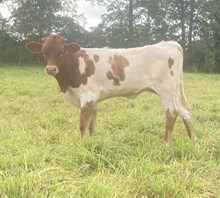 Hurricane x Fast Load Heifer